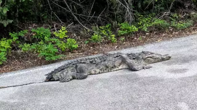 El animal fue trasladado del kilómetro 20 de la carretera sur a un centro veterinario.