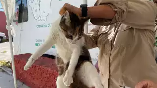 Vacunación antirrábica en Ciudad del Carmen alcanza el 80% de su meta