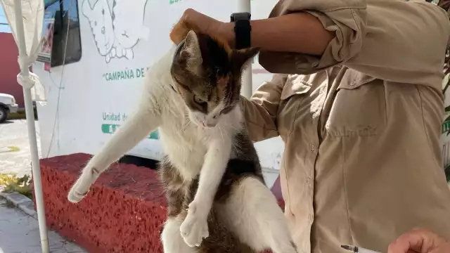 La Secretaría de Activan Protocolo de Foco Rábico en Ciudad del Carmen debido a un caso de rabia en un felino de tres meses.