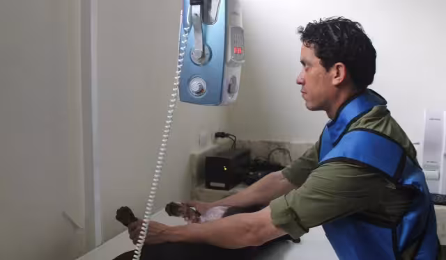 Tres implicados pasarán casi 10 meses en prisión por trasladar perros en condiciones inhumanas