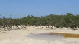 Cuerpos de agua presentan descenso en sus niveles lo que afecta a productores y fauna silvestre