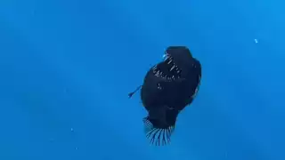 Captan  al primer pez diablo nadando en la superficie y a plena luz del día; ¿por qué esto es inusual?   