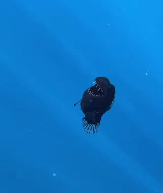 Se cree que las causas se debieron por una enfermedad, corriente de agua o un depredador