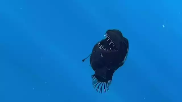 Se cree que las causas se debieron por una enfermedad, corriente de agua o un depredador