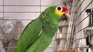 Los loros son aves protegidas por la ley en Yucatán