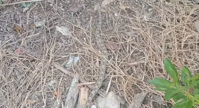 La boa fue capturada y liberada en la Zona Cero