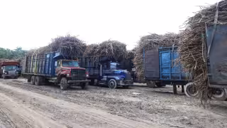 Ante los daños por el hongo, la meta de cosechas no se realizará