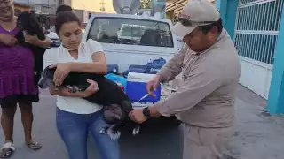 La Secretaría de Salud de Campeche realizará este jueves 16 de octubre una jornada intensiva de vacunación antirrábica para perros y gatos.