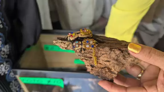 El precio de un escarabajo con cristales va desde los 480 pesos.