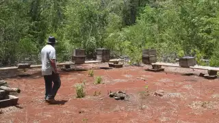 Hay pruebas del causante de la mortandad de abejas; faltan medidas efectivas, dicen apicultores