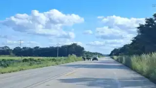 Búfalos sueltos en carretera federal de Champotón alertan a conductores; ya provocaron un accidente