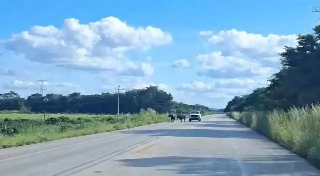 Alertan por búfalos en carretera federal tras accidente reciente en Champotón