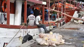 Pescadores de Progreso prevén beneficios en la captura de pulpo tras el mal tiempo