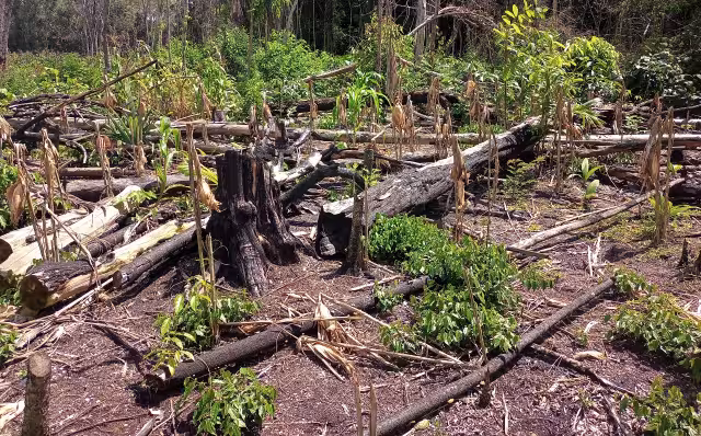 Operativos federales detectan desmontes ilegales en Hopelchén y Calakmul