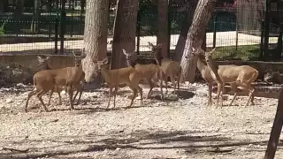 Ambientalista de Yucatán llama a no cazar venados, prohibida por la ley para proteger la vida silvestre 