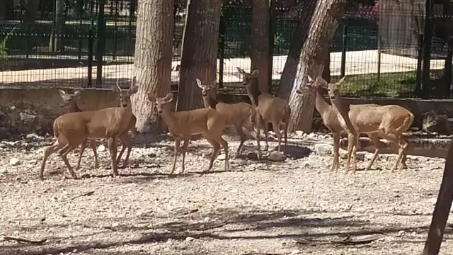 Las crías nacen entre junio y julio, cuando comienza la temporada de lluvias