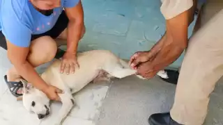 Jornada de vacunación antirrábica este viernes en Campeche: conoce los puntos y protege a tus mascotas