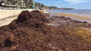 Recales de sargazo continúan en Playa del Carmen; ventas y economía se  ven afectadas