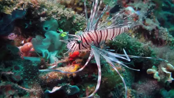 Controlan plaga del pez león en el Caribe Mexicano tras 16 años de lucha Controlan plaga del pez león en el Caribe Mexicano tras 16 años de lucha
