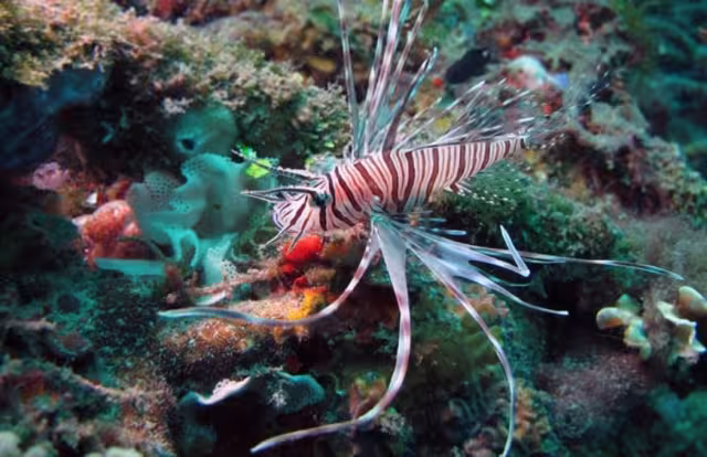 Controlan plaga del pez león en el Caribe Mexicano tras 16 años de lucha