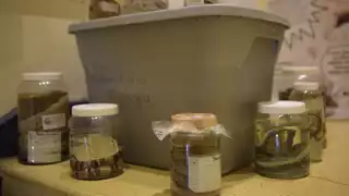 En cada carretera de Yucatán hay en promedio 200 muertes de animales; hay especies en peligro de extinción