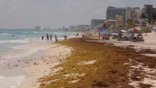 En el Caribe Mexicano se acumulan 18 mil 552 toneladas de biomasa, cuando hace un mes la cifra era de 3 mil 524, de acuerdo con el Instituto Oceanográfico del Golfo