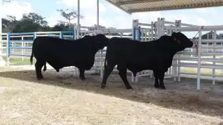 Gusano barrenador, sequía y alza en los insumos causan crisis en la ganadería en Yucatán