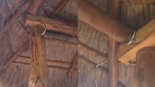 La serpiente fue localizada entre el techo de una palapa y después reubicada en un lugar seguro