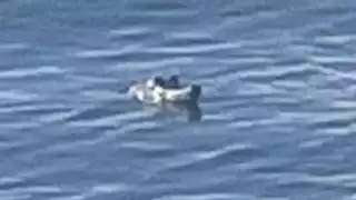 Cocodrilo asusta a bañistas en Punta Esmeralda, Playa del Carmen