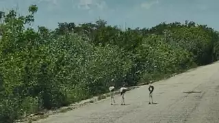 Los polluelos de flamenco caminan sobre la carretera