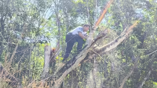 Caída de árbol moviliza a bomberos en ciclovía José María Morelos-La Presumida