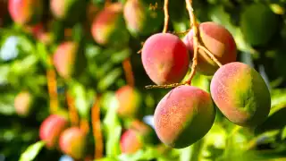 El mango en la Península de Yucatán es el más consumido