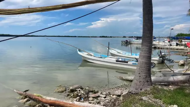 Pescadores de Sabancuy denuncian que buzos de Champotón incurren en la pesca ilegal de pulpo