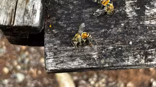 Apicultor denuncia mortandad de 32 colmenas por plaguicidas en Campeche
