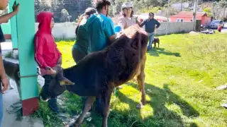 Aumenta gusano barrenador en Campeche; acumula 640 casos