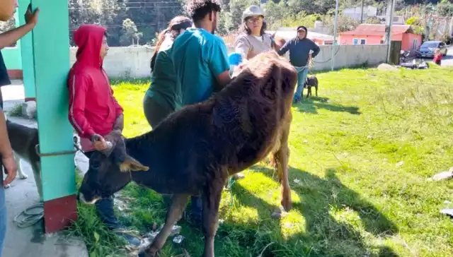Mosca Cochliomyia hominivorax mantiene 20 casos activos en municipios de Campeche