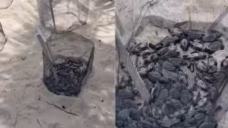 Mueren decenas de crías de tortuga por exposición al sol
