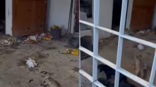 Rescatan a cinco perros desnutridos en Jardines de Chetumal; uno murió en el lugar