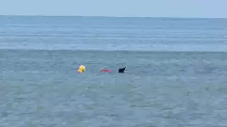 Piden cárcel para depredadores del pulpo maya en Champotón