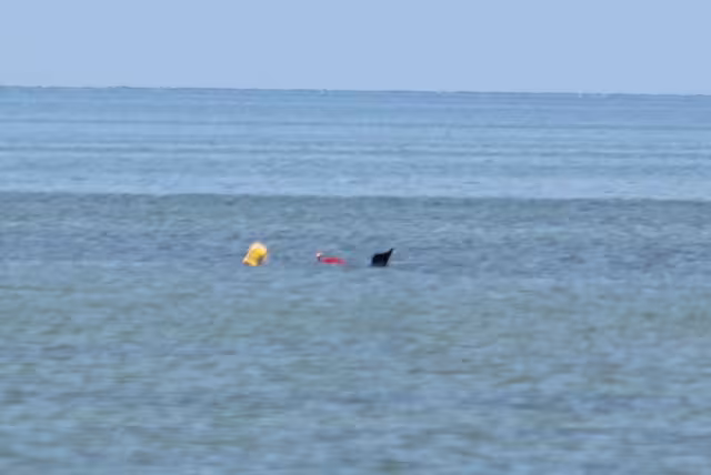 Pesca artesanal en crisis: venta de pulpo hasta en redes sociales