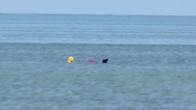 Pesca artesanal en crisis: venta de pulpo hasta en redes sociales