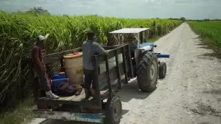 Productores de caña de Quintana Roo buscan certificar sus procesos como libres de carbono.