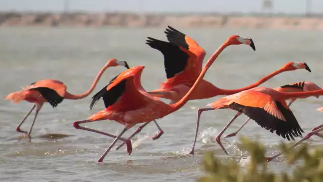 National Geographic destaca la riqueza natural de Río Lagartos en su más reciente publicación