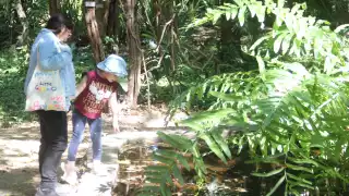 El Parque Ecológico Yumtsil protege vegetación nativa y conserva especies locales de fl ora y fauna