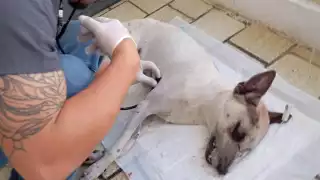 Antonio "N" podría pasar nueve años en prisión por matar a su perro en Chetumal