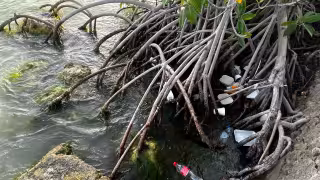 Ambientalistas realizarán una jornada de limpieza los días 19 y 20 de septiembre.