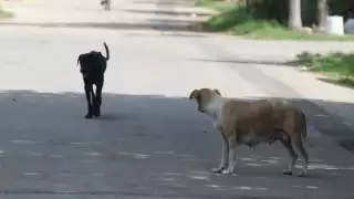 Vecinos de Sabancuy denuncian envenenamiento masivo de perros callejeros