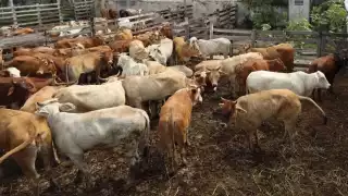 Especialistas se suman al cerco sanitario en Yucatán para controlar el brote de gusano barrenador; no hay daños económicos ni pérdida de ganado 