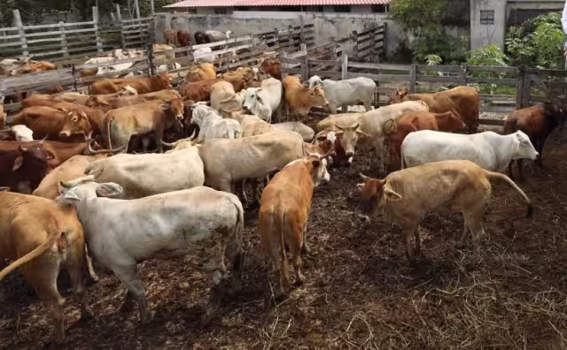 Las autoridades de salud recibieron a 10 médicos para contener el avance del gusano barrenador