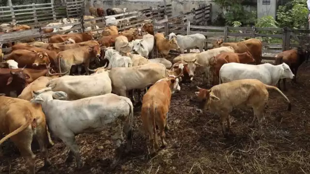 Las autoridades de salud recibieron a 10 médicos para contener el avance del gusano barrenador